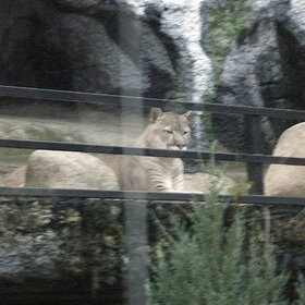 ����� �� �������