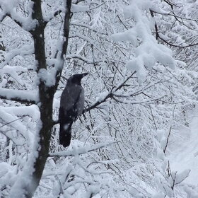 ������� �������